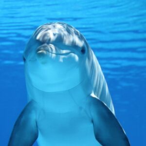 Underwater Dolphin
