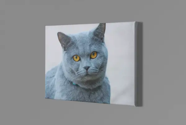 Russian Blue Cat